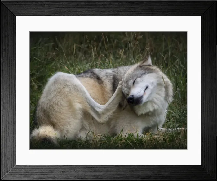 Framed Print : High country Grey Wolf