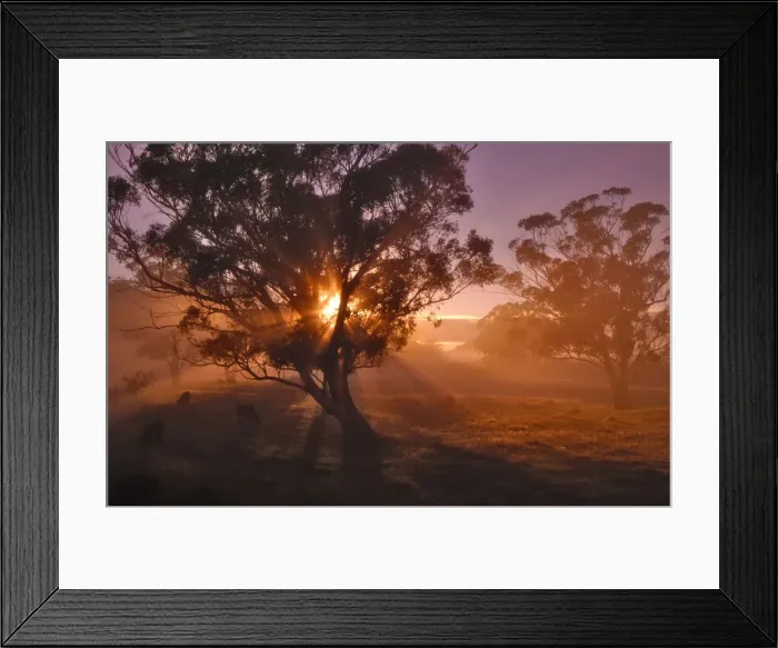 Framed Print : Golden Dawn on the Dasher river, near Paradise, north central Tasmania Framed Print : Golden Dawn on the Dasher river, near Paradise, north central Tasmania