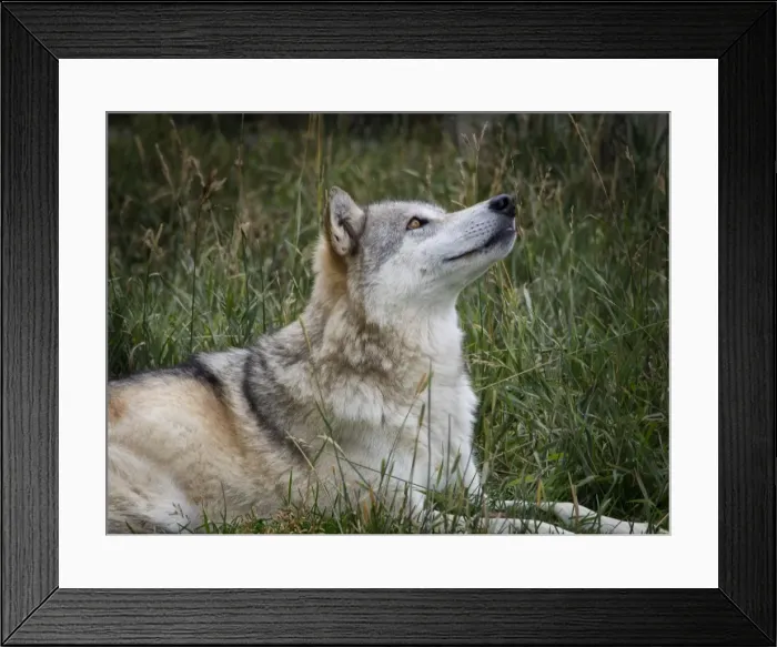 Framed Print : High country Grey Wolf