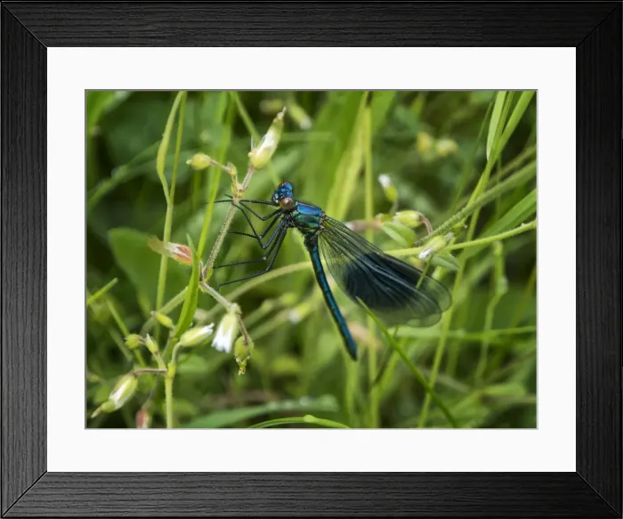 Framed Print : Banded Demoiselle, Damselfly insect Framed Print : Banded Demoiselle, Damselfly insect