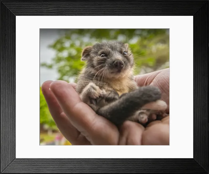 Framed Print : New-born ring-tailed Possum Framed Print : New-born ring-tailed Possum