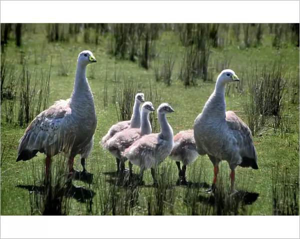 Family of Cape Barren Geese