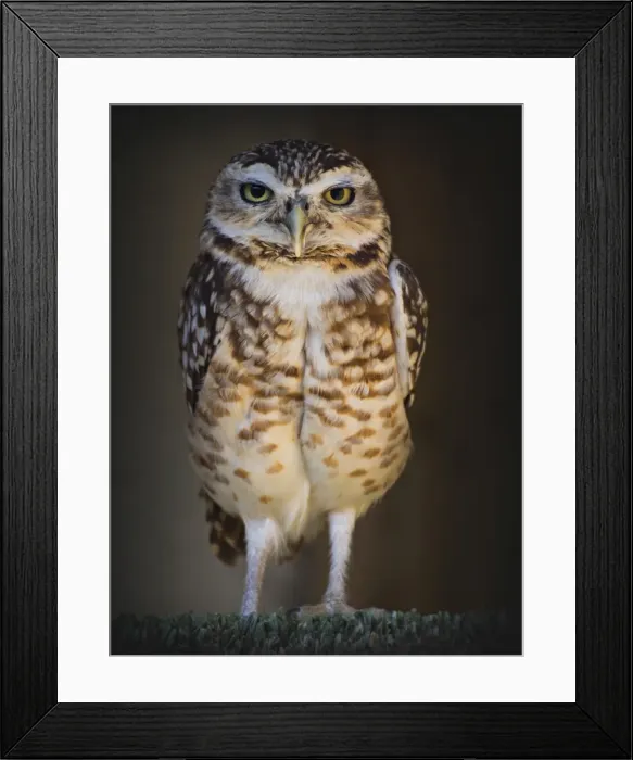 Framed Print : Little Owl