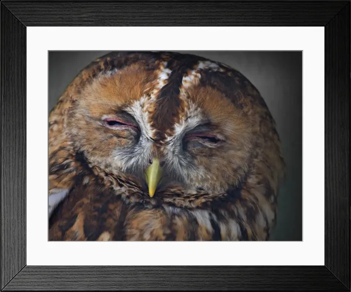 Framed Print : A portrait on an Owl