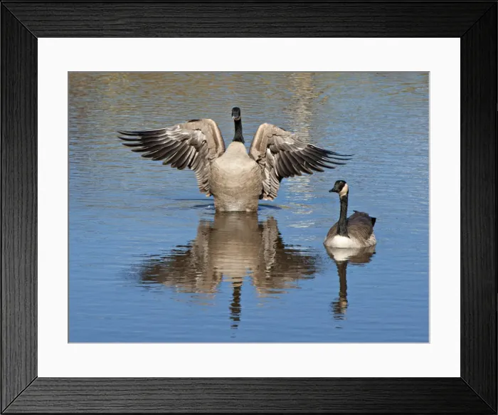 Framed Print : A pair of Canada geese reflected in a large pond