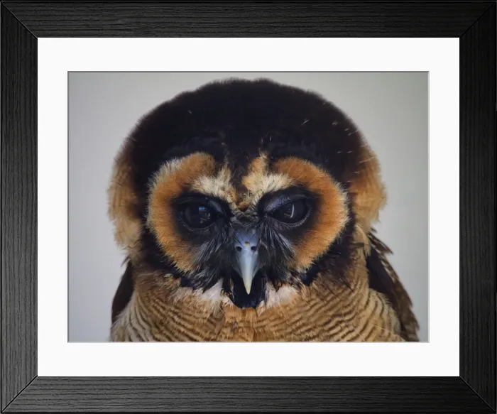 Framed Print : Brown Owl face portrait Framed Print : Brown Owl face portrait