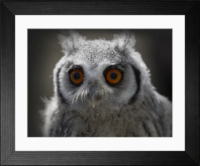 Framed Print : Eagle Owl chick with staring eyes Framed Print : Eagle Owl chick with staring eyes