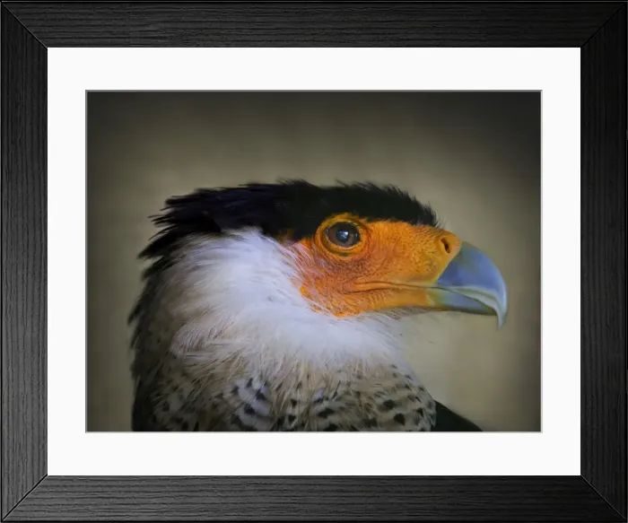 Framed Print : Eagle Portrait Framed Print : Eagle Portrait