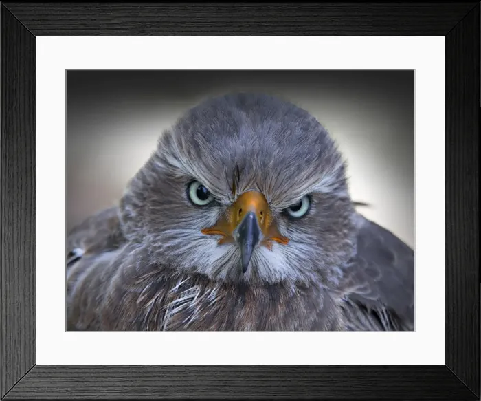 Framed Print : Head portrait of a Hawke, a bird of prey