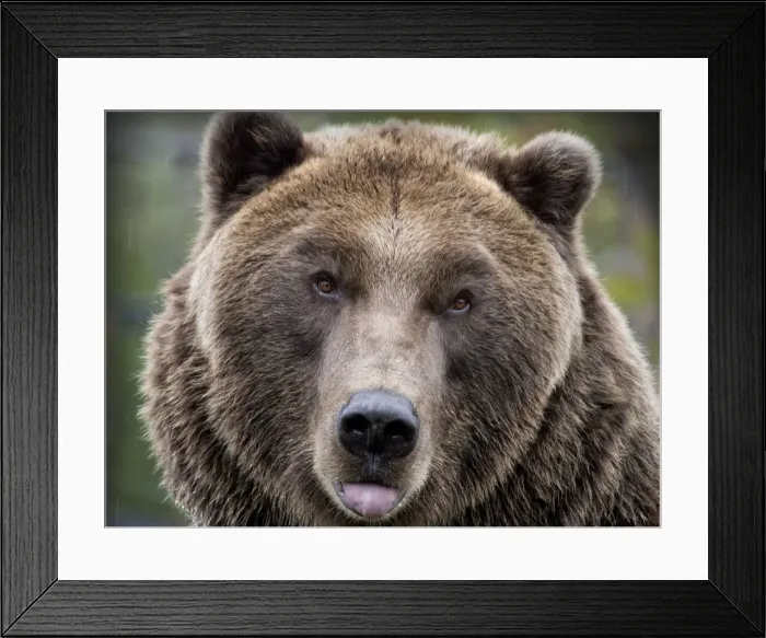 Framed Print : Grizzly bear