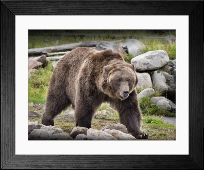 Framed Print : Grizzly bear Framed Print : Grizzly bear
