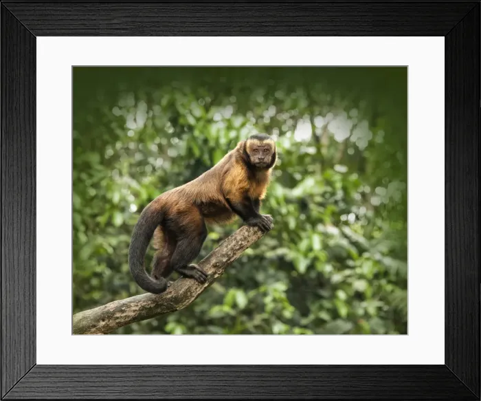 Framed Print : Brown Capuchin on a tree branch Framed Print : Brown Capuchin on a tree branch