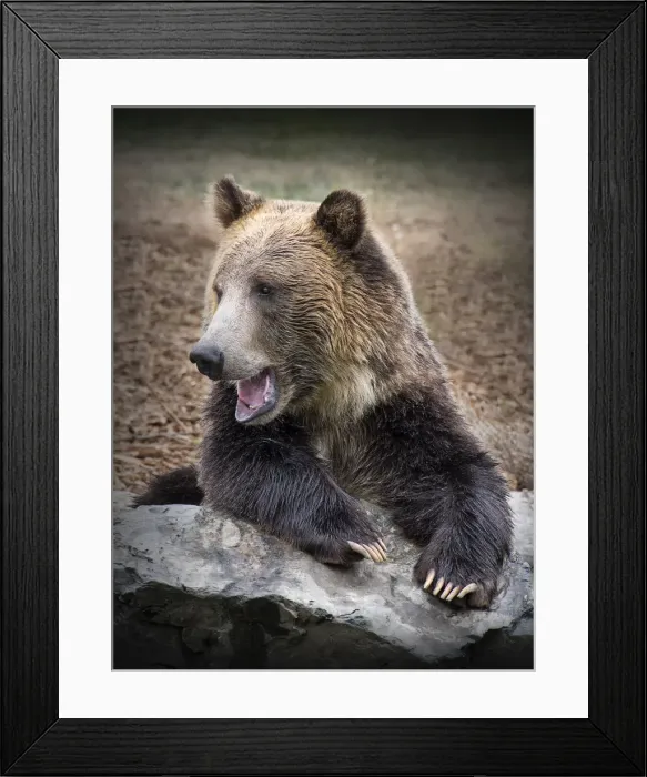 Framed Print : Grizzly bear