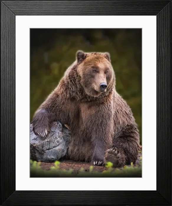 Framed Print : Grizzly bear