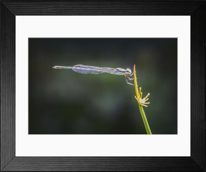 Framed Print : Damsel fly resting