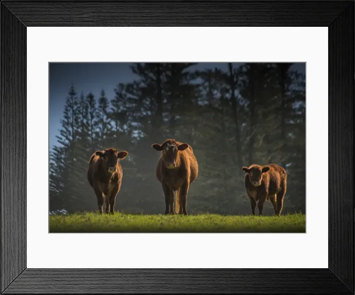 Framed Print : Contented cattle, Norfolk Island Framed Print : Contented cattle, Norfolk Island