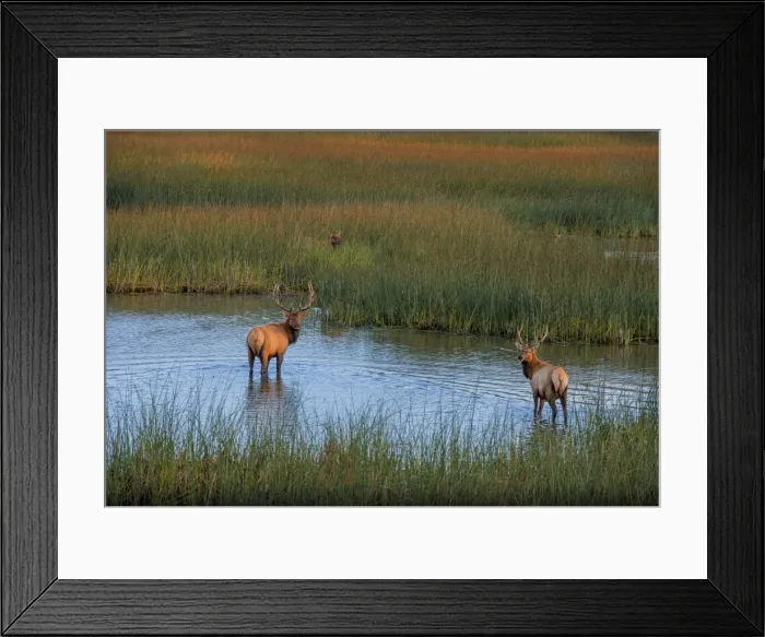 Framed Print : Grazing Elk, early morning, Smith River, Oregon, United States Framed Print : Grazing Elk, early morning, Smith River, Oregon, United States