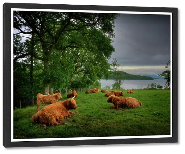 Highland cattle resting in a field, Loch Lomond, the Trossachs, Scotland