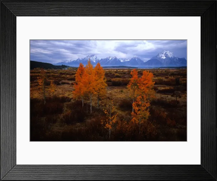 Framed Print : Autumn in the Grand Teton National Park, Wyoming, United States Framed Print : Autumn in the Grand Teton National Park, Wyoming, United States