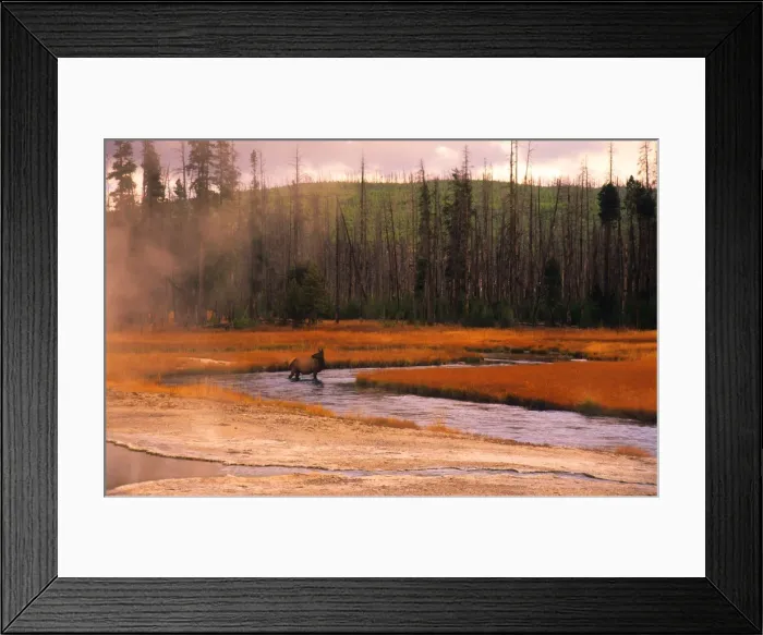 Framed Print : Yellowstone National Park, Wyoming, United States