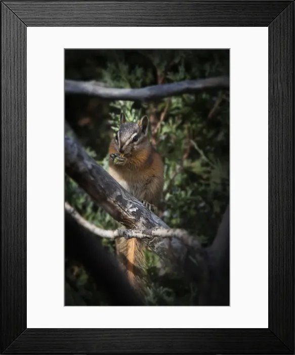 Framed Print : Yellowstone National Park, Wyoming, United States