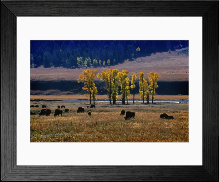 Framed Print : Her of bison Yellowstone National Park, Wyoming, United States Framed Print : Her of bison Yellowstone National Park, Wyoming, United States