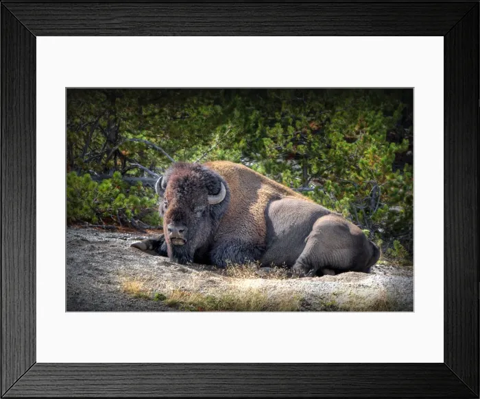 Framed Print : Resting bison Yellowstone National Park, Wyoming, United States Framed Print : Resting bison Yellowstone National Park, Wyoming, United States