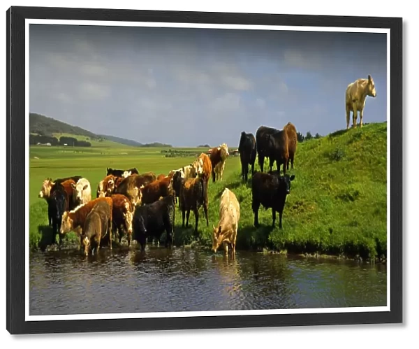 Beef cattle drinking from a dam on a lush grassland property, Darling Ranges, Flinders Island Tasmania