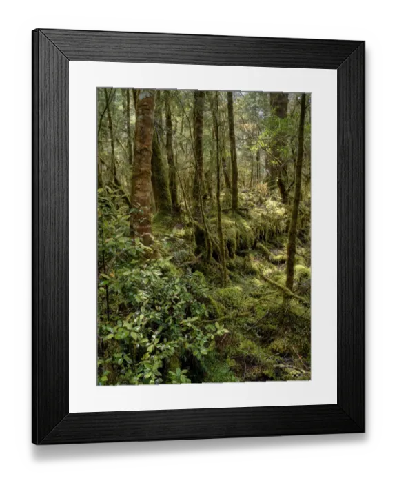Framed Print : Rainforest in the Clinton Valley, South Island, New Zealand