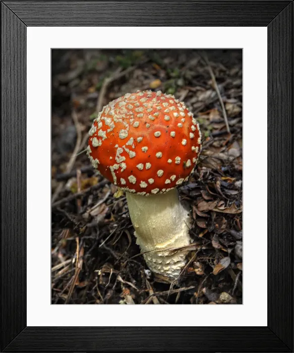 Framed Print : Red Fly Agaric, South Island, New Zealand
