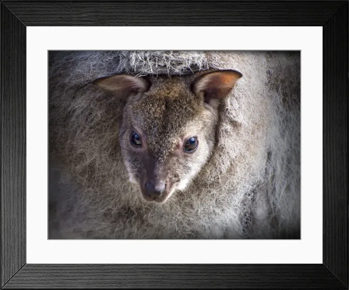 Framed Print : Bennetts Wallaby, Joey looking out of the pouch, Flinders Island, Bass Strait, Tasmania
