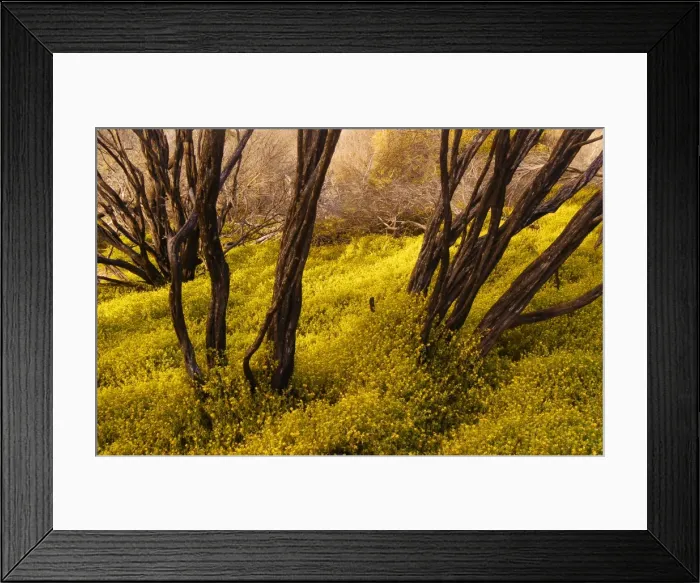 Framed Print : New Growth after a bush fire near Emita, flinders Island, Bass Strait, Tasmania Framed Print : New Growth after a bush fire near Emita, flinders Island, Bass Strait, Tasmania