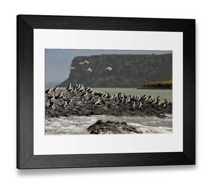 Framed Print : Pied Cormorants sitting on an outcrop near Stanley, in the island state, Tasmania, Australia Framed Print : Pied Cormorants sitting on an outcrop near Stanley, in the island state, Tasmania, Australia