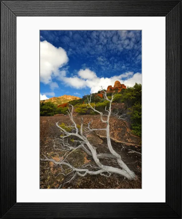 Framed Print : Dead tree lying on a pink granite outcrop, Coles bay, in the island state, Tasmania, Australia Framed Print : Dead tree lying on a pink granite outcrop, Coles bay, in the island state, Tasmania, Australia