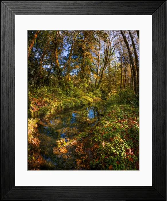 Framed Print : Autumn in South Prairie creek, Washington State, USA Framed Print : Autumn in South Prairie creek, Washington State, USA