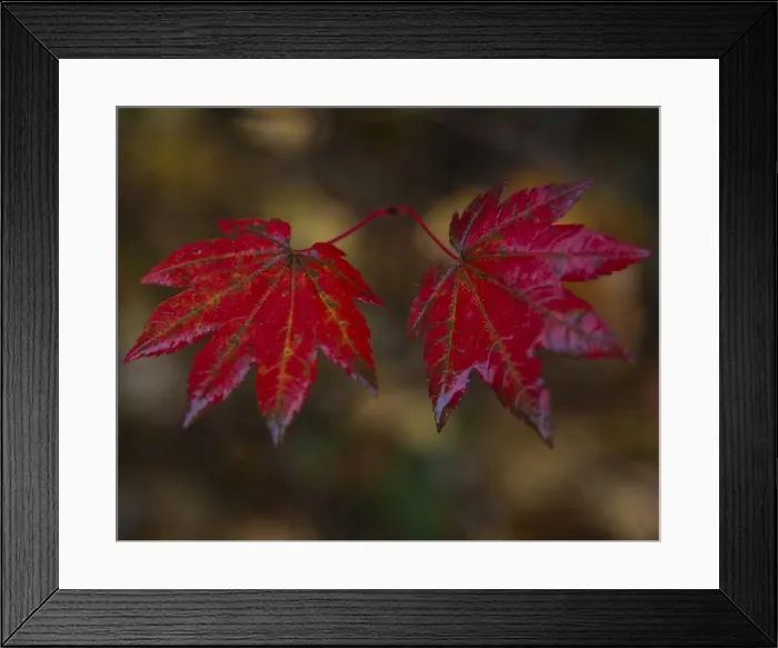 Framed Print : Autumn foliage, Greenwater, Enumclaw, Washington State, USA Framed Print : Autumn foliage, Greenwater, Enumclaw, Washington State, USA