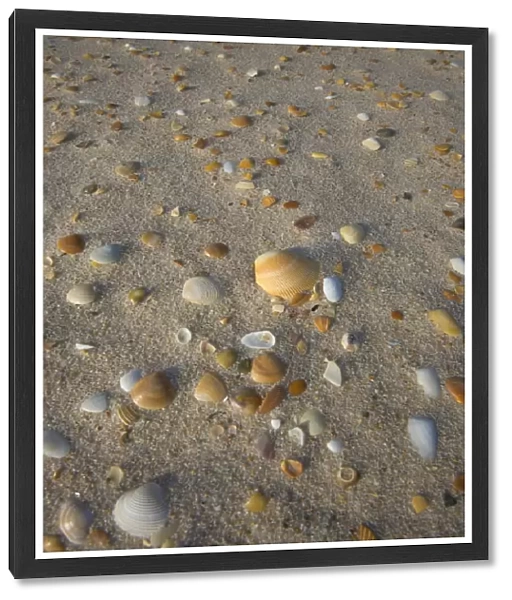 Sea shells, King Island, Bass Strait, Tasmania, Australia