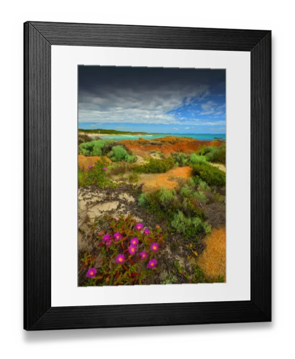 Framed Print : Spring-time blooms of Carpobrotus glaucescens, King Island, Bass Strait, Tasmania, Australia Framed Print : Spring-time blooms of Carpobrotus glaucescens, King Island, Bass Strait, Tasmania, Australia