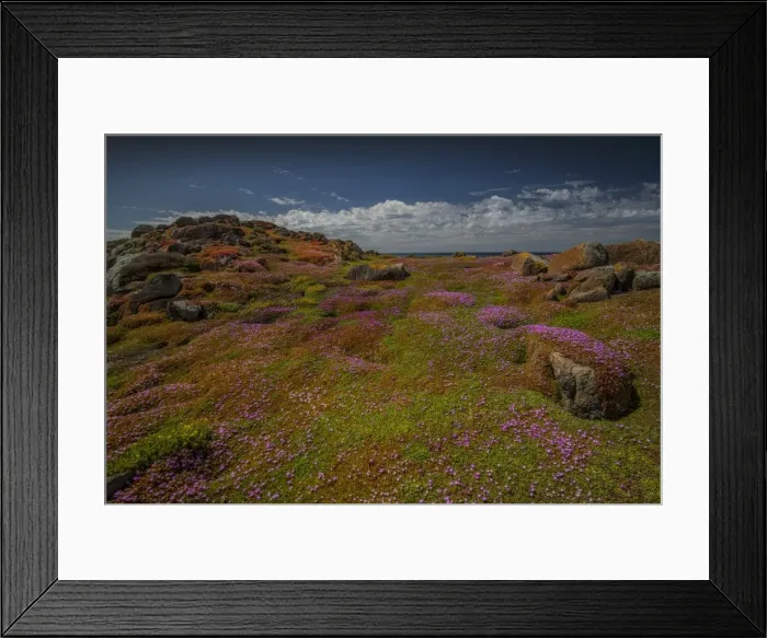 Framed Print : Spring-time blooms of Carpobrotus glaucescens, King Island, Bass Strait, Tasmania, Australia Framed Print : Spring-time blooms of Carpobrotus glaucescens, King Island, Bass Strait, Tasmania, Australia