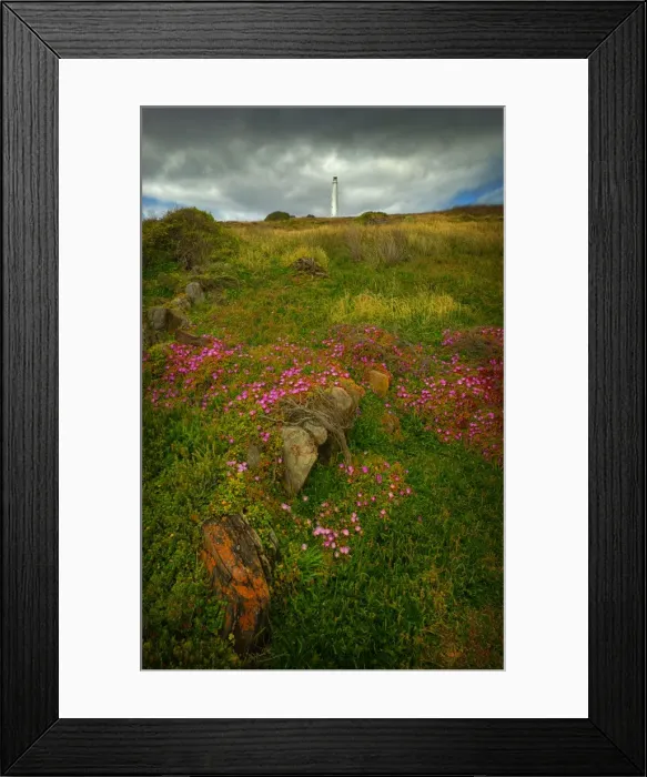 Framed Print : Spring-time blooms of Carpobrotus glaucescens, King Island, Bass Strait, Tasmania, Australia