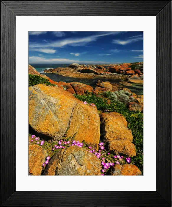 Framed Print : Spring-time blooms of Carpobrotus glaucescens, King Island, Bass Strait, Tasmania, Australia Framed Print : Spring-time blooms of Carpobrotus glaucescens, King Island, Bass Strait, Tasmania, Australia