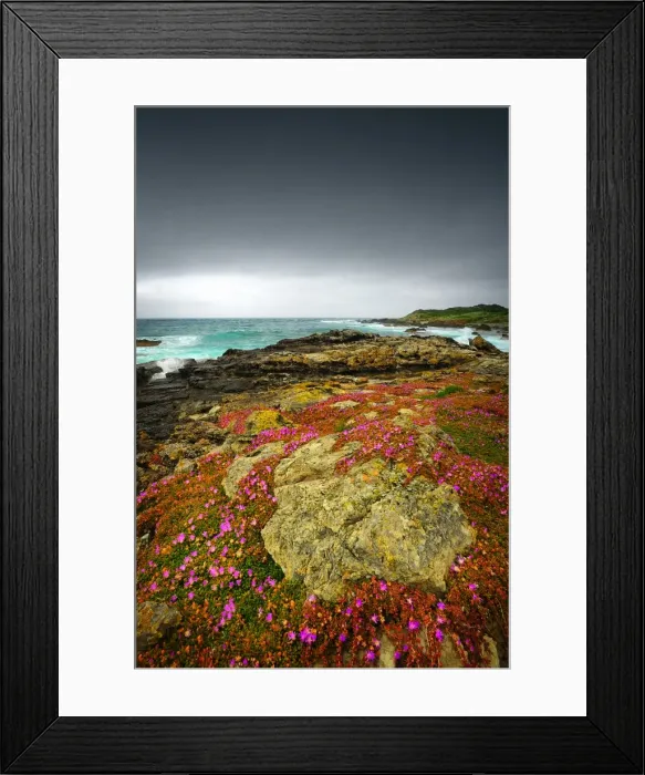 Framed Print : Spring-time blooms of Carpobrotus glaucescens, King Island, Bass Strait, Tasmania, Australia Framed Print : Spring-time blooms of Carpobrotus glaucescens, King Island, Bass Strait, Tasmania, Australia