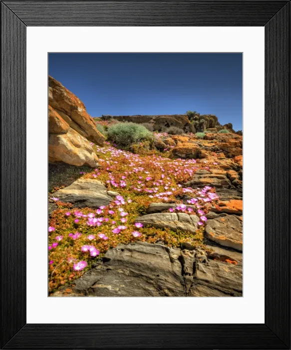 Framed Print : Spring-time blooms of Carpobrotus glaucescens, King Island, Bass Strait, Tasmania, Australia