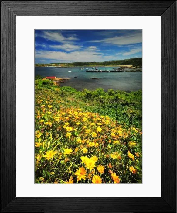 Framed Print : Spring-time blooms of wildflowers, King Island, Bass Strait, Tasmania, Australia Framed Print : Spring-time blooms of wildflowers, King Island, Bass Strait, Tasmania, Australia