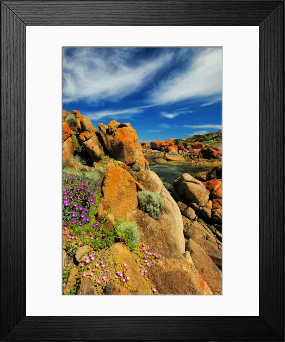 Framed Print : Spring-time blooms of Carpobrotus glaucescens, King Island, Bass Strait, Tasmania, Australia