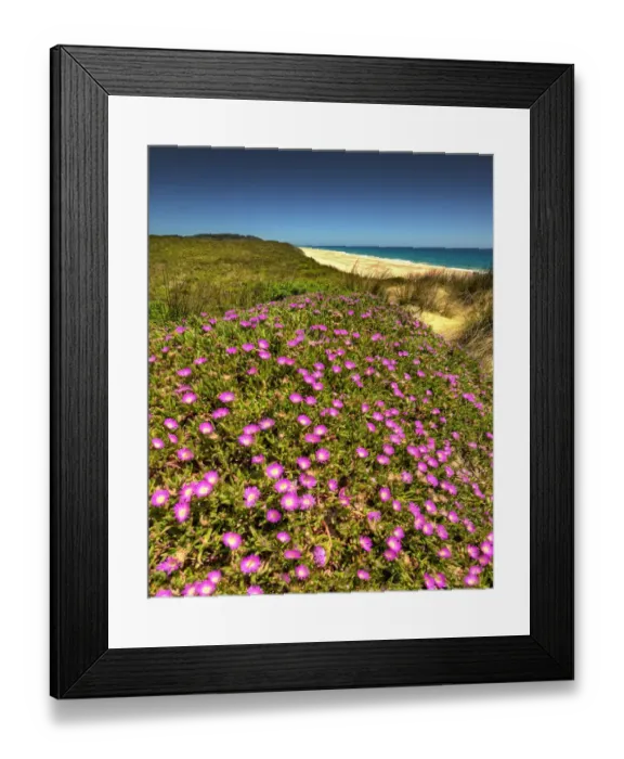 Framed Print : Spring-time blooms of Carpobrotus glaucescens, King Island, Bass Strait, Tasmania, Australia