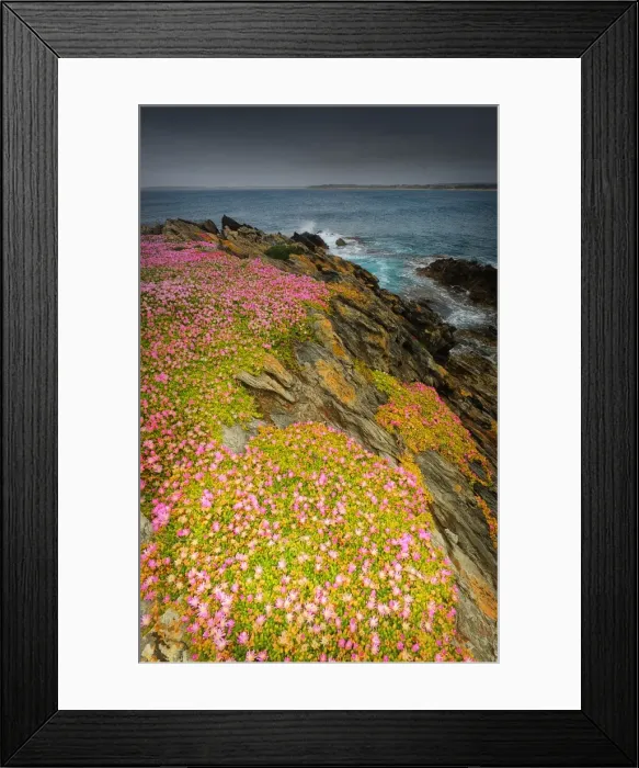 Framed Print : Spring-time blooms of Carpobrotus glaucescens, King Island, Bass Strait, Tasmania, Australia Framed Print : Spring-time blooms of Carpobrotus glaucescens, King Island, Bass Strait, Tasmania, Australia