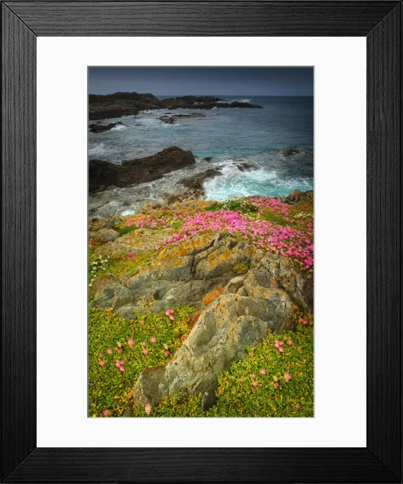 Framed Print : Spring-time blooms of Carpobrotus glaucescens, King Island, Bass Strait, Tasmania, Australia