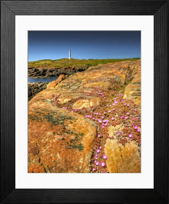 Framed Print : Spring-time blooms of Carpobrotus glaucescens, King Island, Bass Strait, Tasmania, Australia