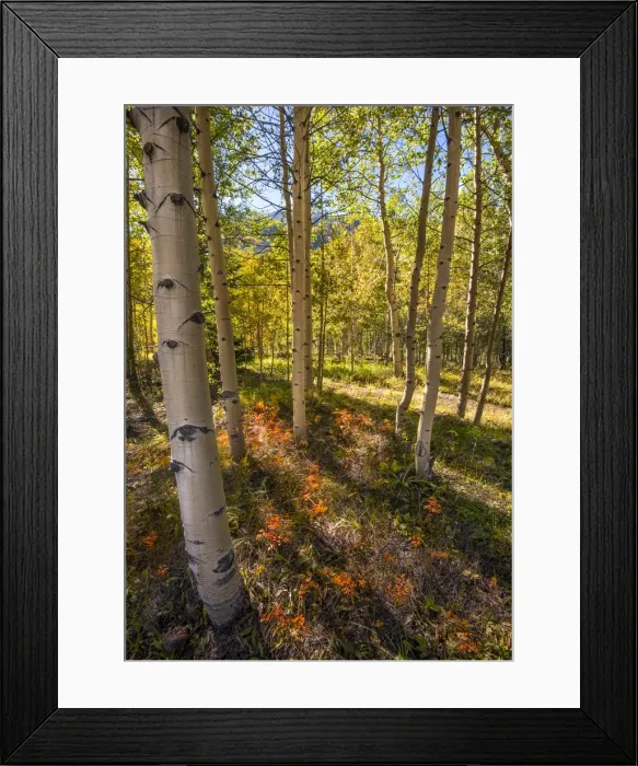 Framed Print : Ashcroft, Colorado, south western United States of America Framed Print : Ashcroft, Colorado, south western United States of America